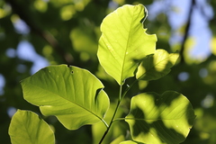 Magnolia acuminata