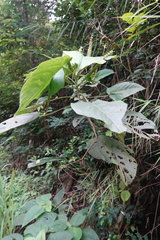 Acalypha angatensis