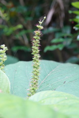 Acalypha angatensis