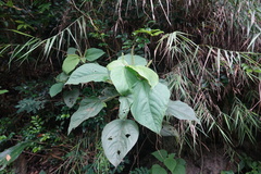 Acalypha angatensis