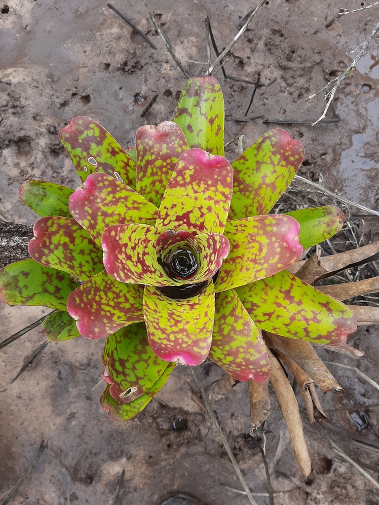 Neoregelia marmorata