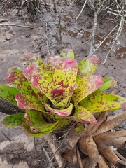 Neoregelia marmorata, photograph (c) Yoannis Domínguez, some rights reserved (CC BY)