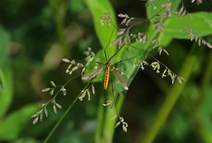 Nephrotoma flavescens