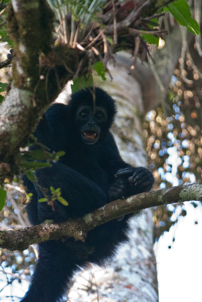 Black-Headed Spider Monkey