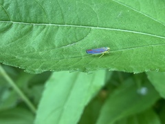 Graphocephala coccinea