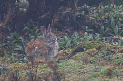 Sylvilagus andinus