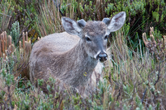 Odocoileus virginianus ustus