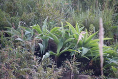 Eucomis