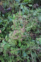 Plectranthus grallatus
