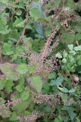 Plectranthus grallatus
