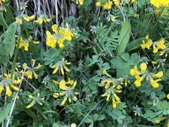 Hippocrepis