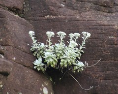Helichrysum sutherlandii