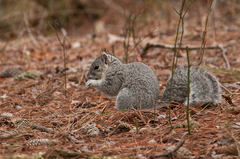 Sciurus niger cinereus