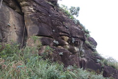 Helichrysum sutherlandii