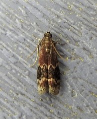 Euzophera semifuneralis