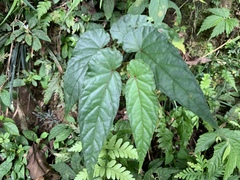 Begonia longifolia