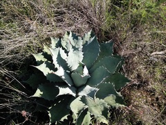 Agave seemanniana