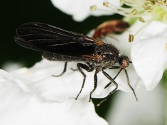 Rhamphomyia