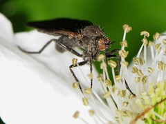 Rhamphomyia