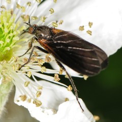 Rhamphomyia