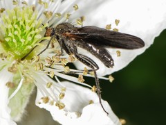 Rhamphomyia