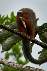 Plecturocebus discolor