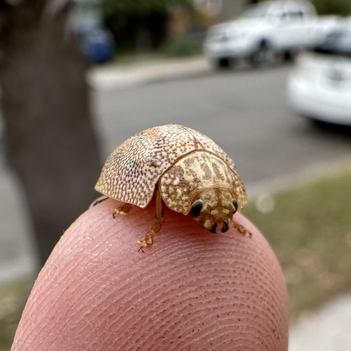 Dotted Paropsine Leaf Beetle photo 3