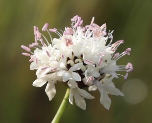 Cephalaria oblongifolia (Cephalaria oblongifolia)