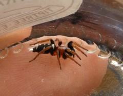 Poecilochroa variana