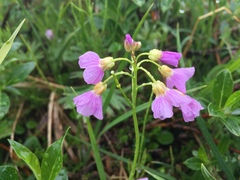 Cardamine polemonioides