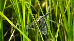 Nannothemis bella