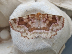 Metarranthis refractaria