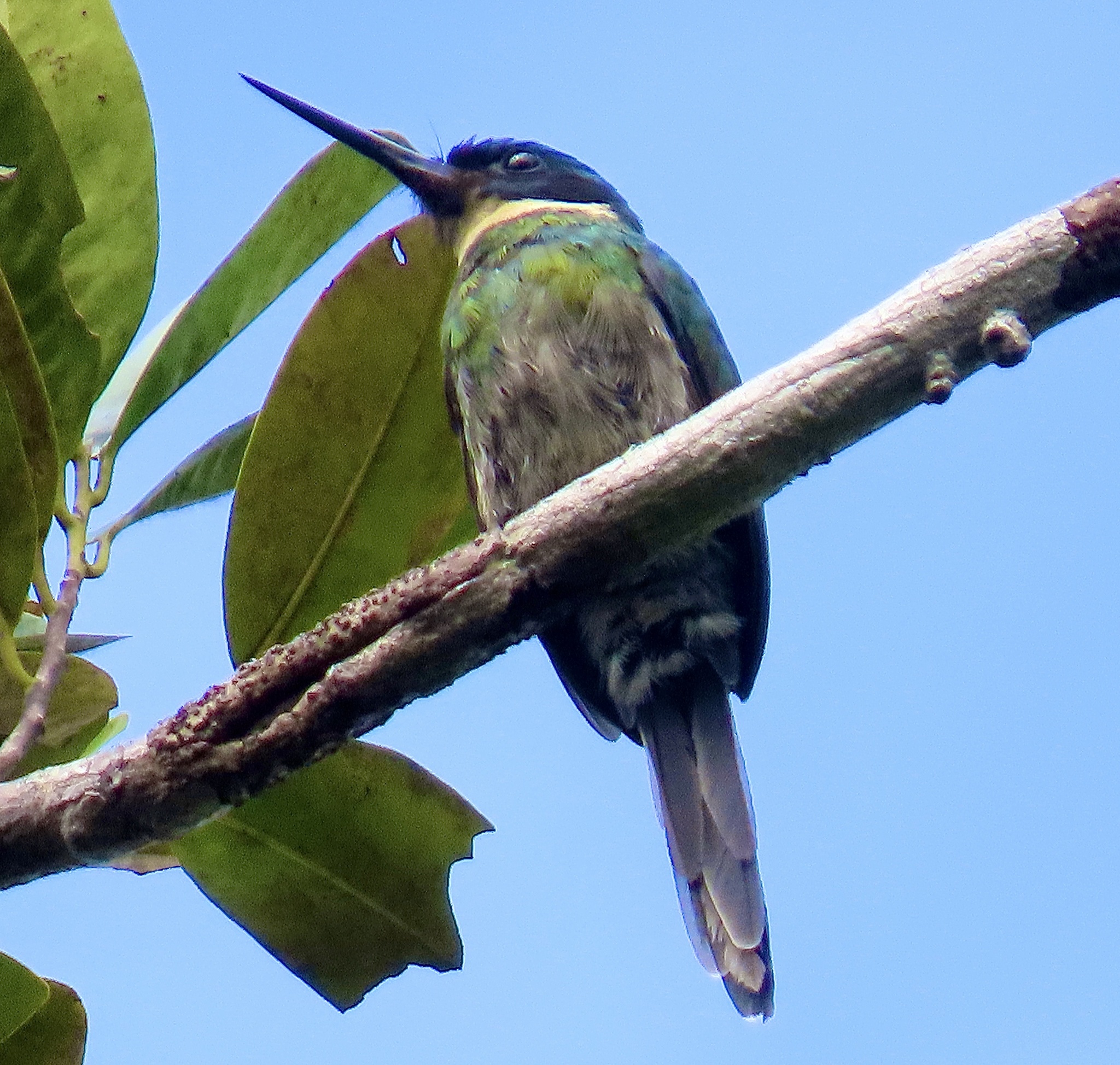 Bronzy Jacamar (Galbula leucogastra), photo 5