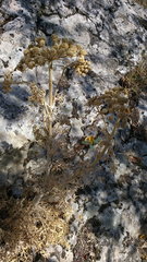 Seseli gummiferum