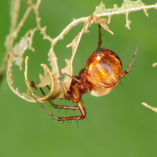 Tuft-legged Orbweaver