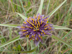 Tragopogon porrifolius