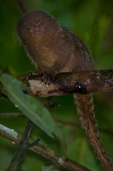 Cebuella pygmaea