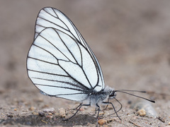 Aporia crataegi