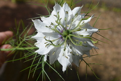Nigella damascena