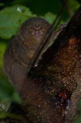 Cebuella pygmaea