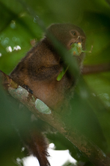 Cebuella pygmaea