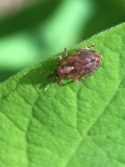 Lignyodes bischoffi