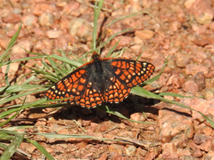 Euphydryas anicia capella