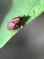 Lignyodes bischoffi