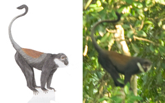 Allochrocebus lhoesti