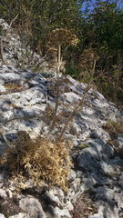 Seseli gummiferum
