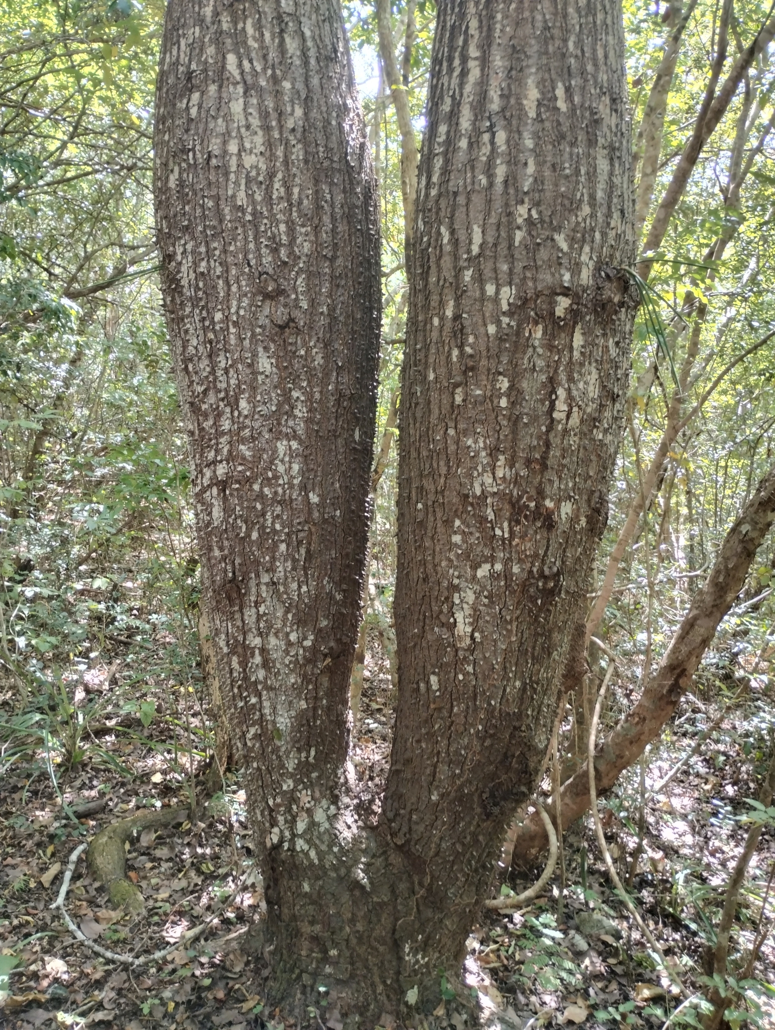 Ceiba glaziovii
