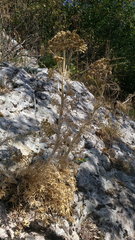 Seseli gummiferum