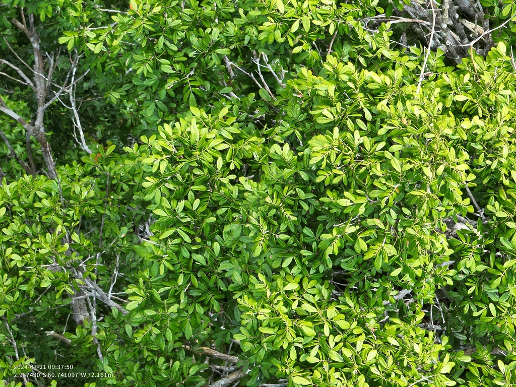 Ormosia grossa