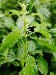 Urtica sondenii